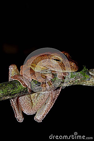 The frog of Sabah, Borneo. Stock Photo